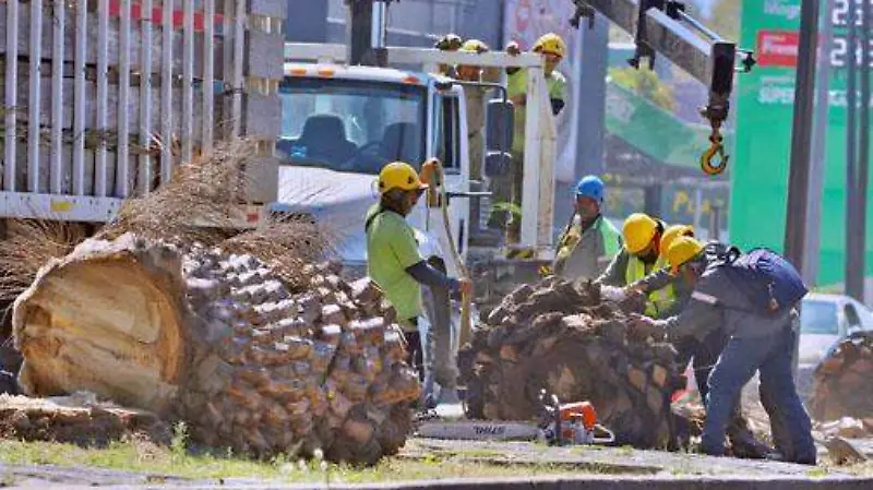 Retiro de palmeras muertas por extraña enfermedad al Sur de CDMX FOTOS